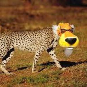 Meet your Posher, Cheryl